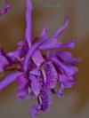 Cattleya maxima 
